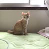 元気いっぱい兄弟猫（トライアル中） サムネイル3