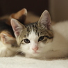 元気いっぱい兄弟猫（トライアル中） サムネイル4