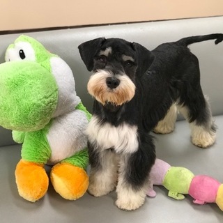 シュナウザーMIX生後10か月♂甘えん坊❣