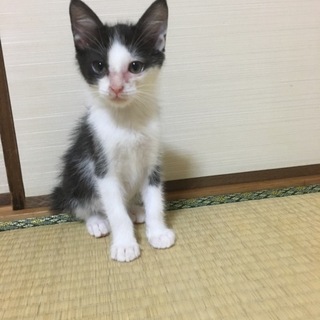 愛媛県近隣の里親さん募集しています！