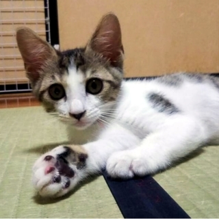 おちゃめで甘えたさんの女の子♥️ふらちゃんです♪