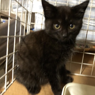【オス】　黒猫　/　可愛い顔