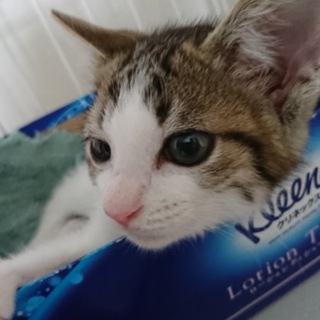 イケニャン間違いなしのキジシロくん♪