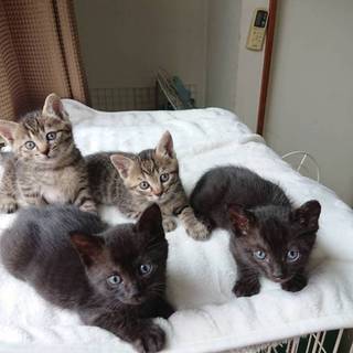 2019年5月24日生まれ　7兄弟のうちの4匹