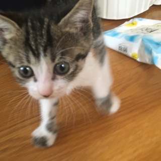 お膝大好き甘えん坊☆あぽろちゃん♀キジシロ