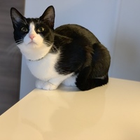 ハチ