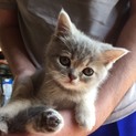 捨て猫 里親様募集 3匹