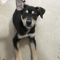 たんぽぽ