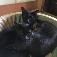 みっしぇる