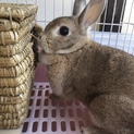 可愛いウサギ