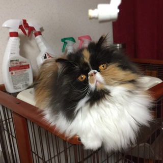 可愛いペルシャの女の子