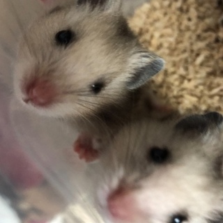 ゴールデンハムスター 長毛 ロングヘアー