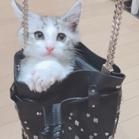 ピッツ