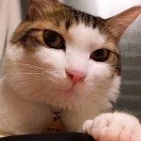 ナツ