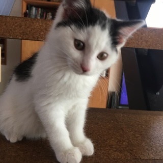 TNR現場で保護された、ちんまり可愛い白黒子猫。