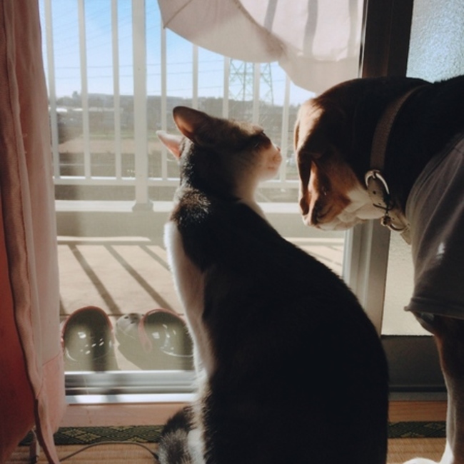 パジナツココのお母さんのカバー写真