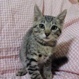 カメラ嫌い、人好きな、チルくん