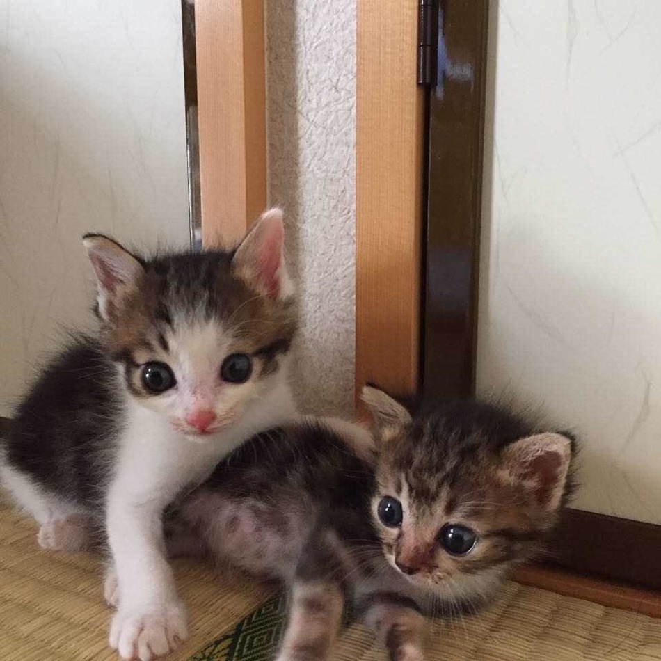ココのカバー写真