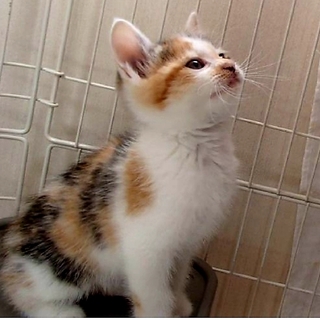 元気ハツラツ！4兄妹～三毛～