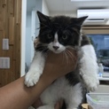 中毛の美猫くんです