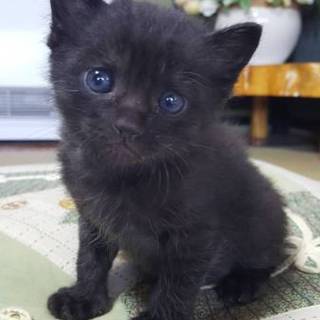 魔女の宅急便ジジ風♪子猫☆ツキを呼びこむ黒猫ちゃん