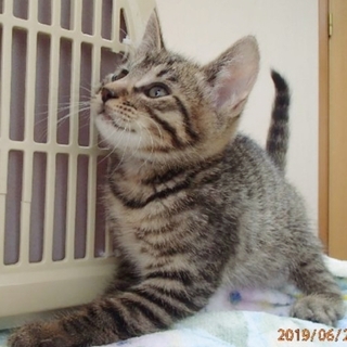 元気ハツラツ！甘えん坊カイトくん