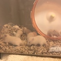 キンクマハムスターの里親募集