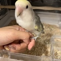 コザクラインコ 1歳未満です