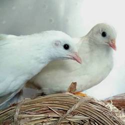 「ひめうずらを飼育しはじめて…」サムネイル2