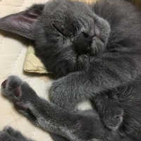 ラン