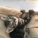 飼っている猫ちゃんに赤ちゃんが産まれました