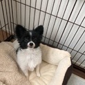 可愛すぎる！小型犬パピヨン白黒のゆきくん！