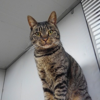 落ち着いた貫禄のある子