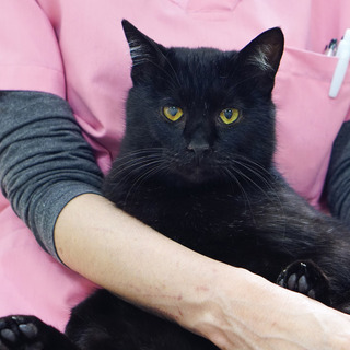 ７月７日譲渡会参加猫①　黒　男の子