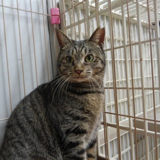 ツンデレちゃん