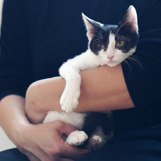 ７月７日譲渡会参加猫②　ハチワレ　男の子