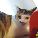 ７月７日譲渡会参加猫③　三毛　女の子