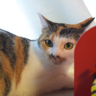 ７月７日譲渡会参加猫③　三毛　女の子