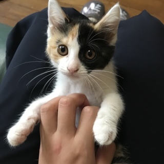 【里親募集】子猫ちゃん