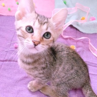 虐待現場より救出！とてもやんちゃな『ずはる』♂