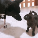 犬と人間が大好きな子猫くん、もちろん猫も！