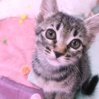 虐待現場より救出！甘えん坊な『いおり』♀