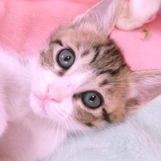 虐待現場より救出！しっかり者『やまと』♂