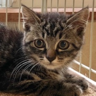 ひかえめでちょっとビビリな女の子　こうめちゃん