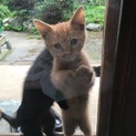 庭先に現れた人懐こい兄妹猫