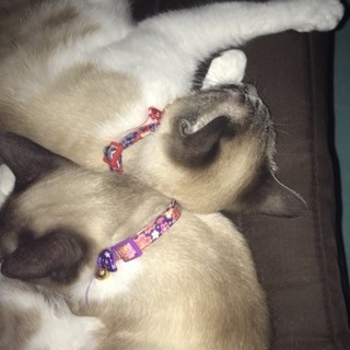 急募！来週には保健所に連れていかれてしまいます。