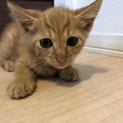 トラ模様の子猫里親さん募集です。