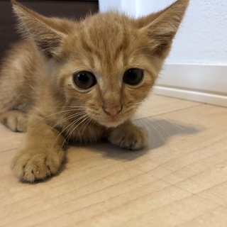 トラ模様の子猫里親さん募集です。