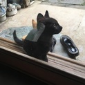 庭先に現れた人懐こい兄妹猫