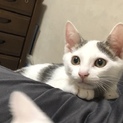 ハート模様の甘えん坊な男の子
